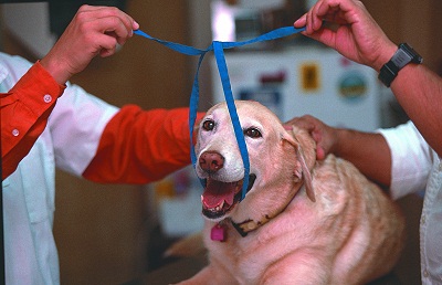 First Aid for Pets: Treating Cuts, Burns, Poisoning and Fractures Image